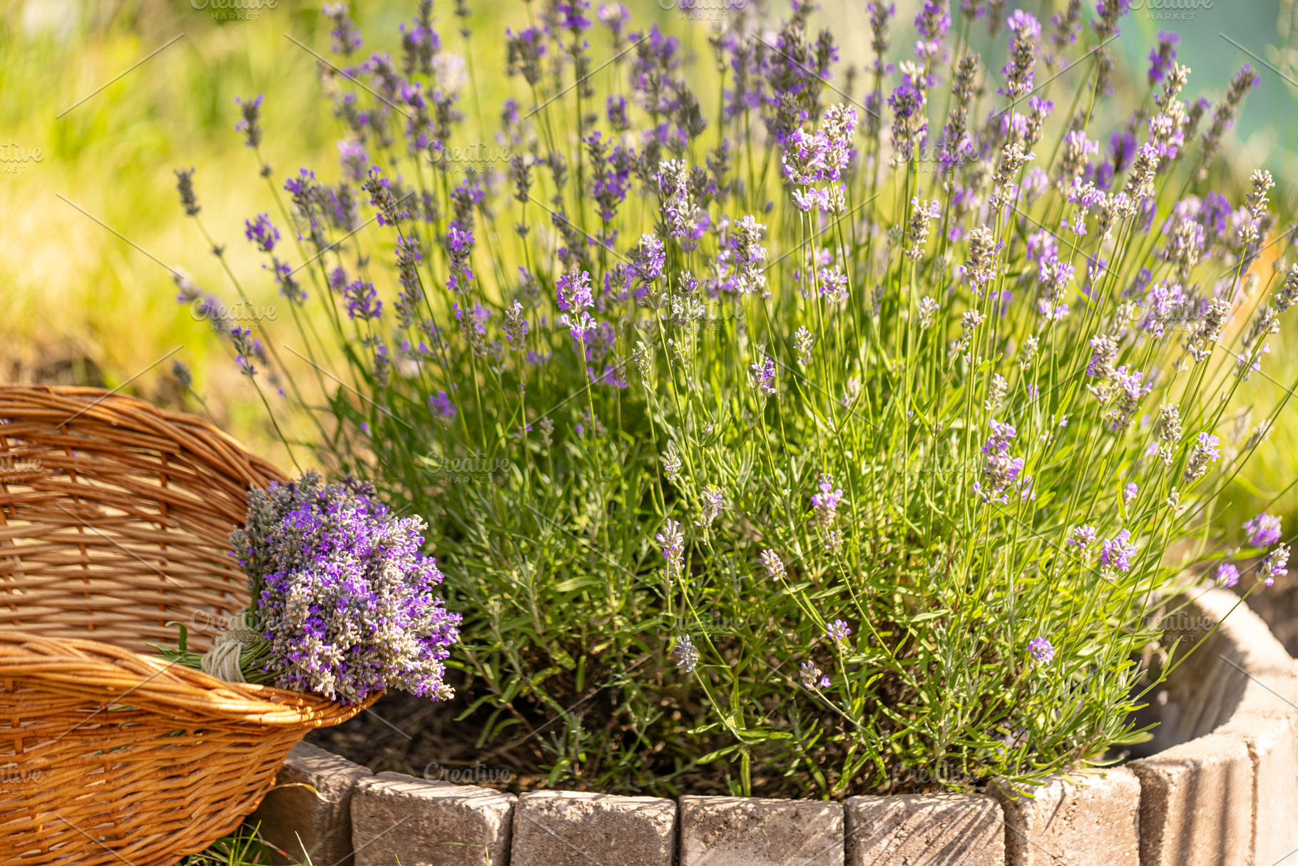 Bouquet of freshly harvested lavender, a Photo by Grafvision photography