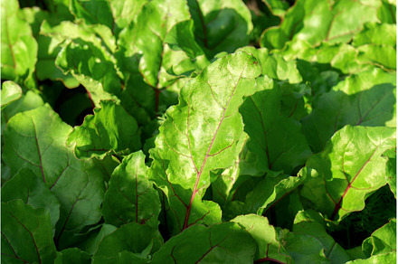 Sprouted chard growing in the, a Food & Drink Photo by darksoul72
