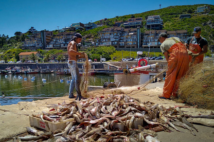Fishermen wokers working with just catched fishes at piriapolis, an Industrial Photo by DanFLCreativo