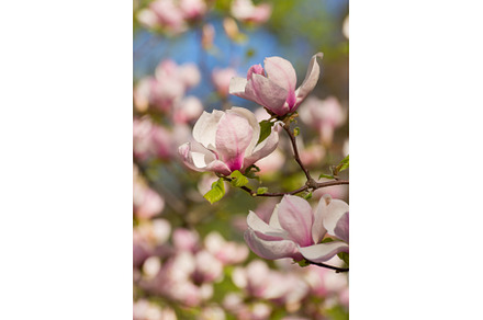 Magnolia Tree Flowers, a Nature Photo by JeanBet