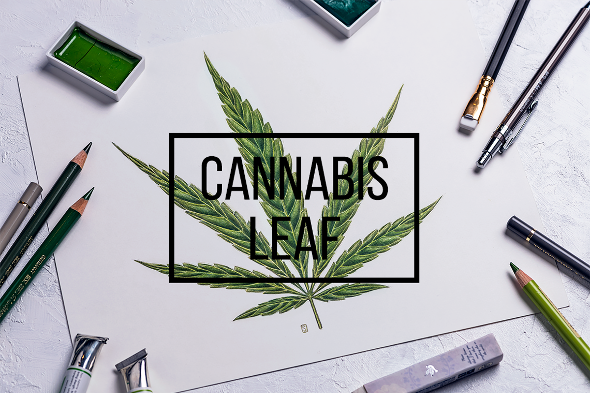 Botanical hand drawing - indica leaf, a Healthcare Illustration by separisa (Photo 1 of 2)