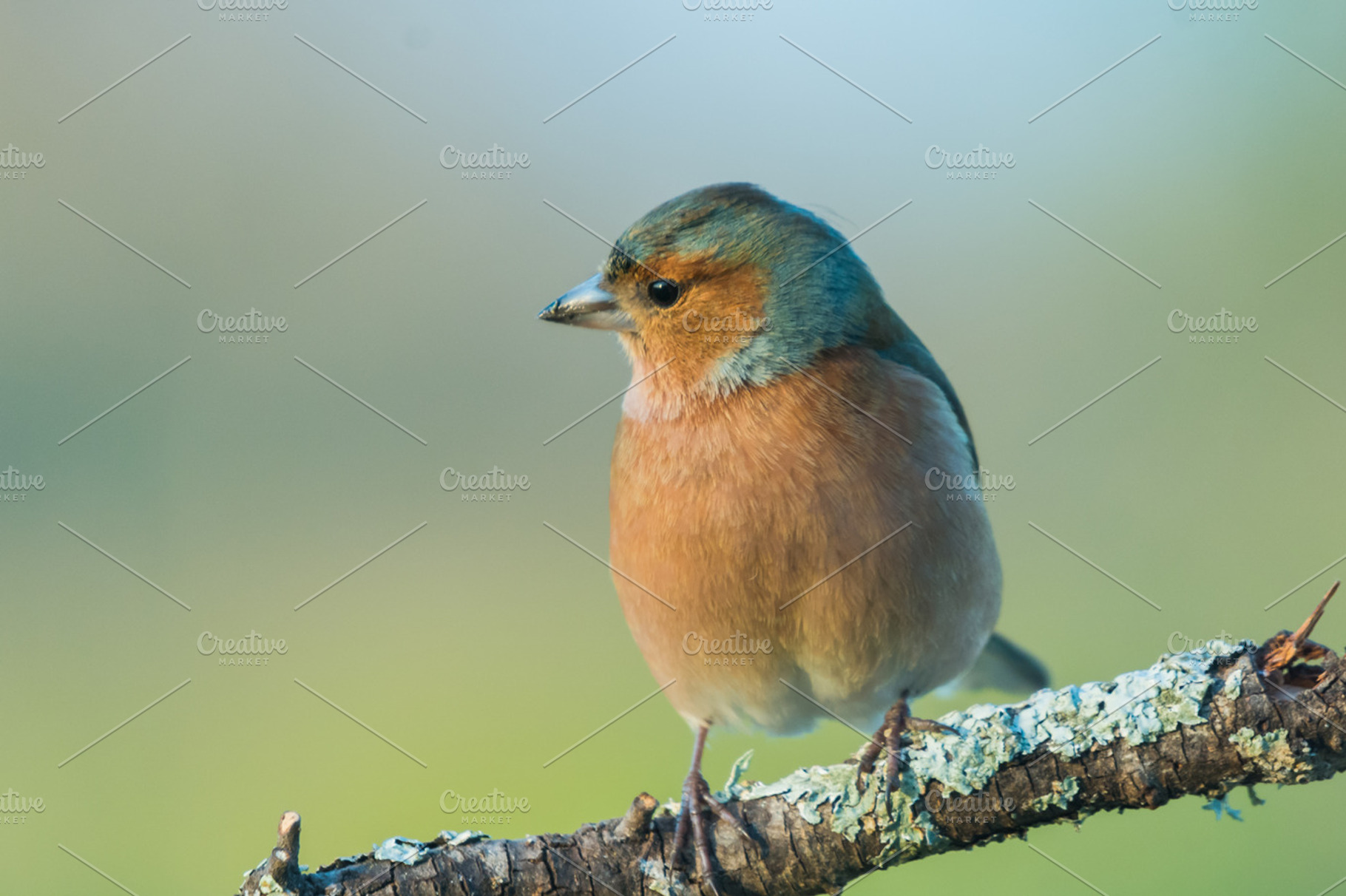 Fringilla Coelebs Featuring Animal Background And Beak