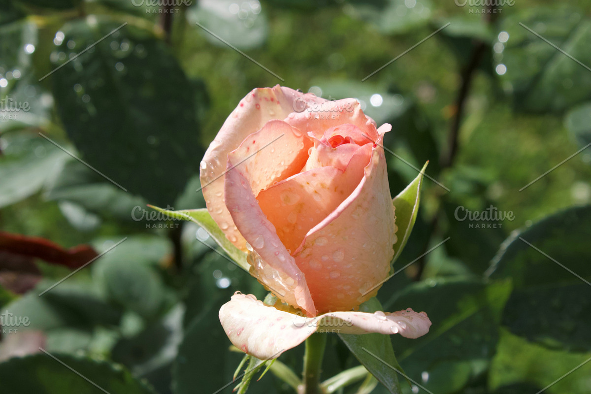 Garden Still Life Photos ETARA, a Nature Photo by ETARA by Mea Hau (Photo 4 of 8)