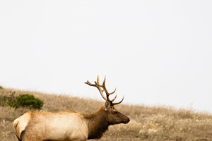 Tule elk cervus canadensis nannodes containing san francisco, california, and