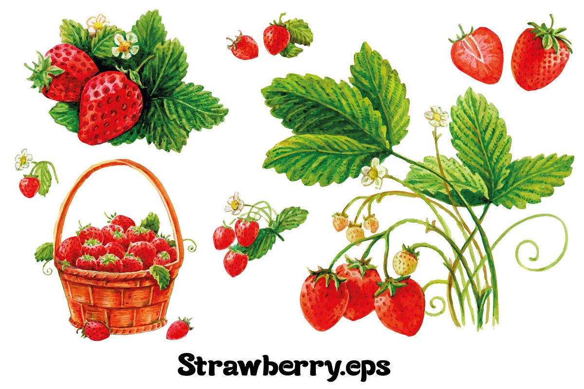 Fruits and berries collection_part 1, an Illustration by ZotovShop (Photo 8 of 20)