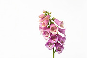 10 poisonous botanical plants, a Healthcare Illustration by StockVerse Creative (Thumbnail 6 of 12)
