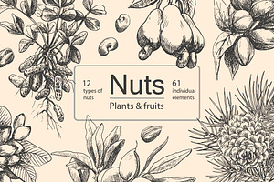 Hand Drawn Nuts set Vector