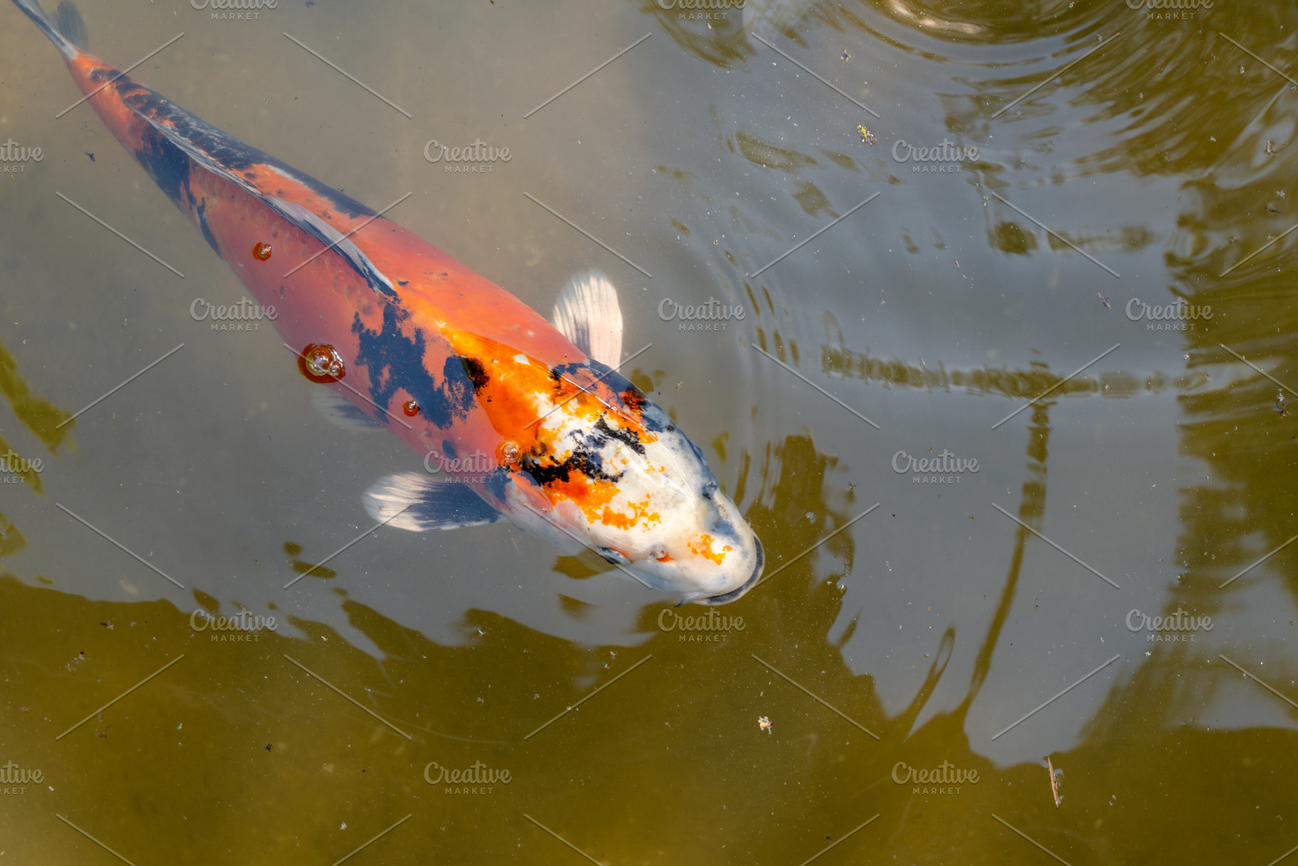 Colorful koi fish in Shukkei-en Japanese garden in Hiroshima, Ja, an Animal Photo by GoodGoods