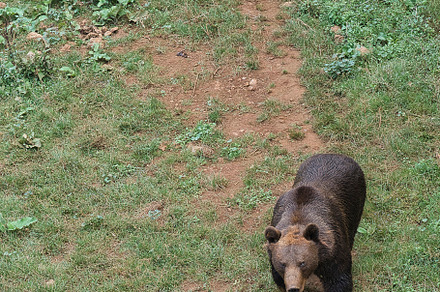 Adult grizzly bear in a zoo, an Animal Photo by jsinmas