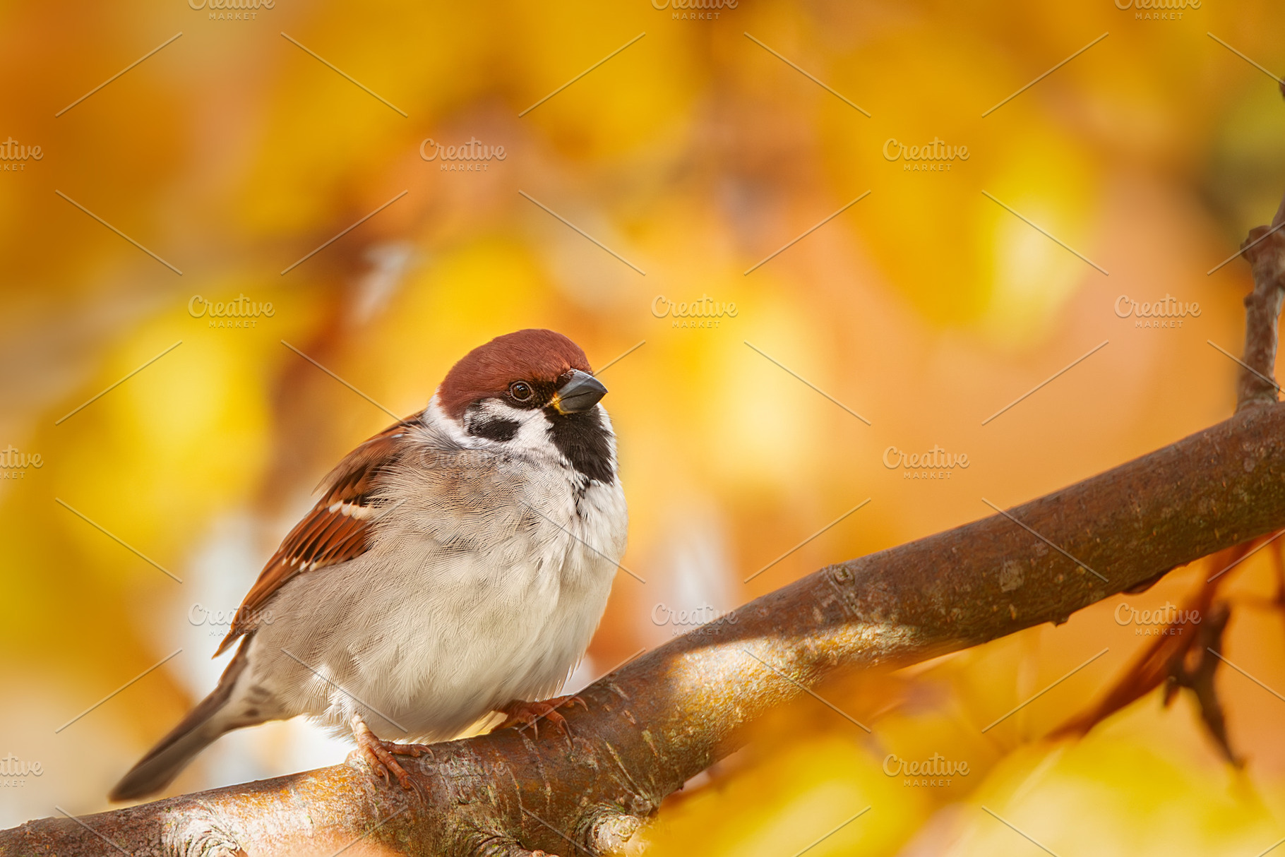House sparrow standing on a tree., an Animal Photo by AlexBush