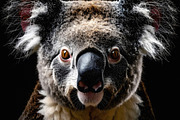 Dramatic close portrait of a koala face with details, an Animal Photo by GoodGoods (Thumbnail 1 of 2)