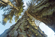98 Trees view from below, a Nature Photo by Handmadefont (Thumbnail 90 of 98)