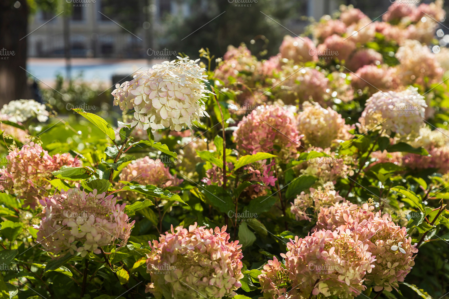 Pink and White Panicle Hydrangea, a Nature Photo by Imaginarium