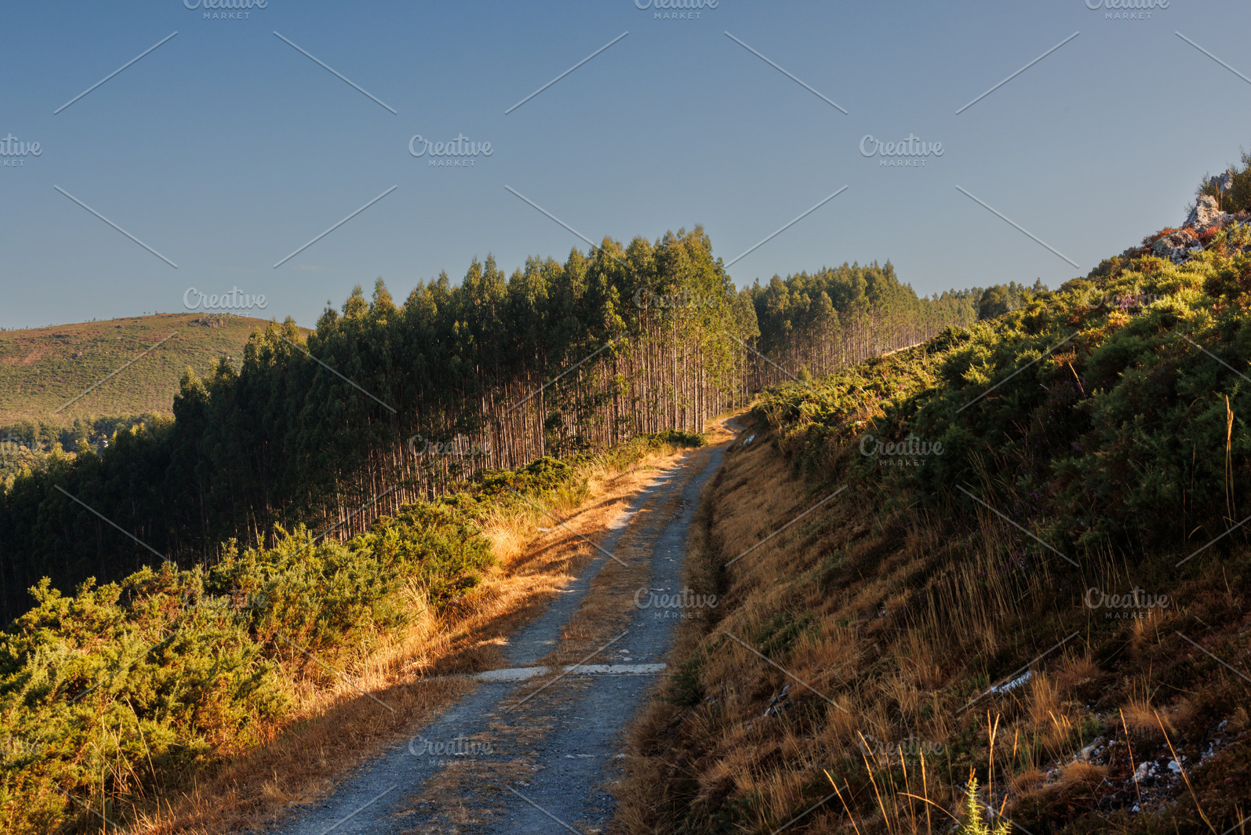 Rural Track through Forested Hills, Camino Primitivo, Spain, a Photo by Bepslabor