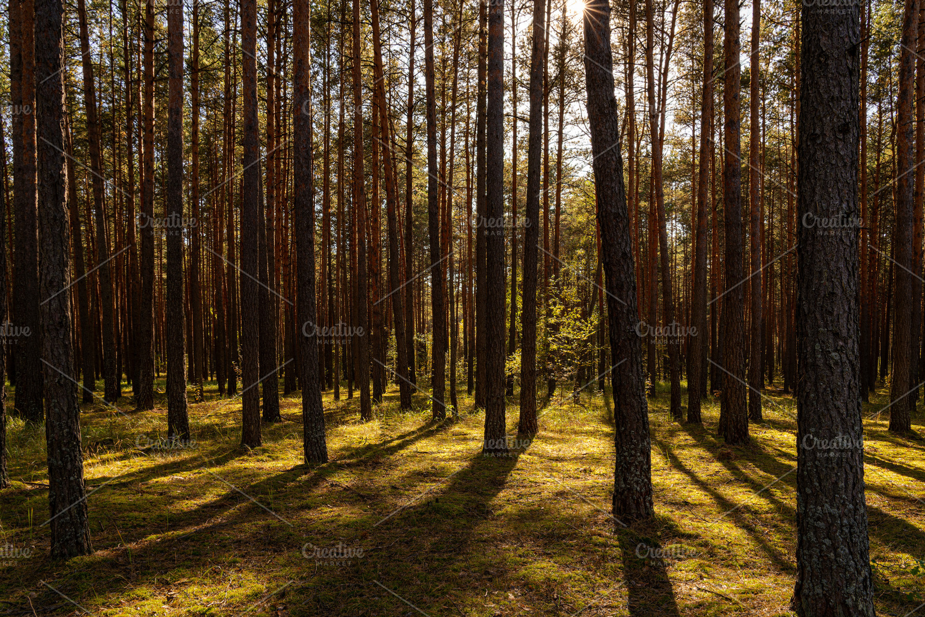 Sunrise or sunset in tall pine forest with long shadows on mossy ground. Nature, a Nature Photo by Eugene_Photo
