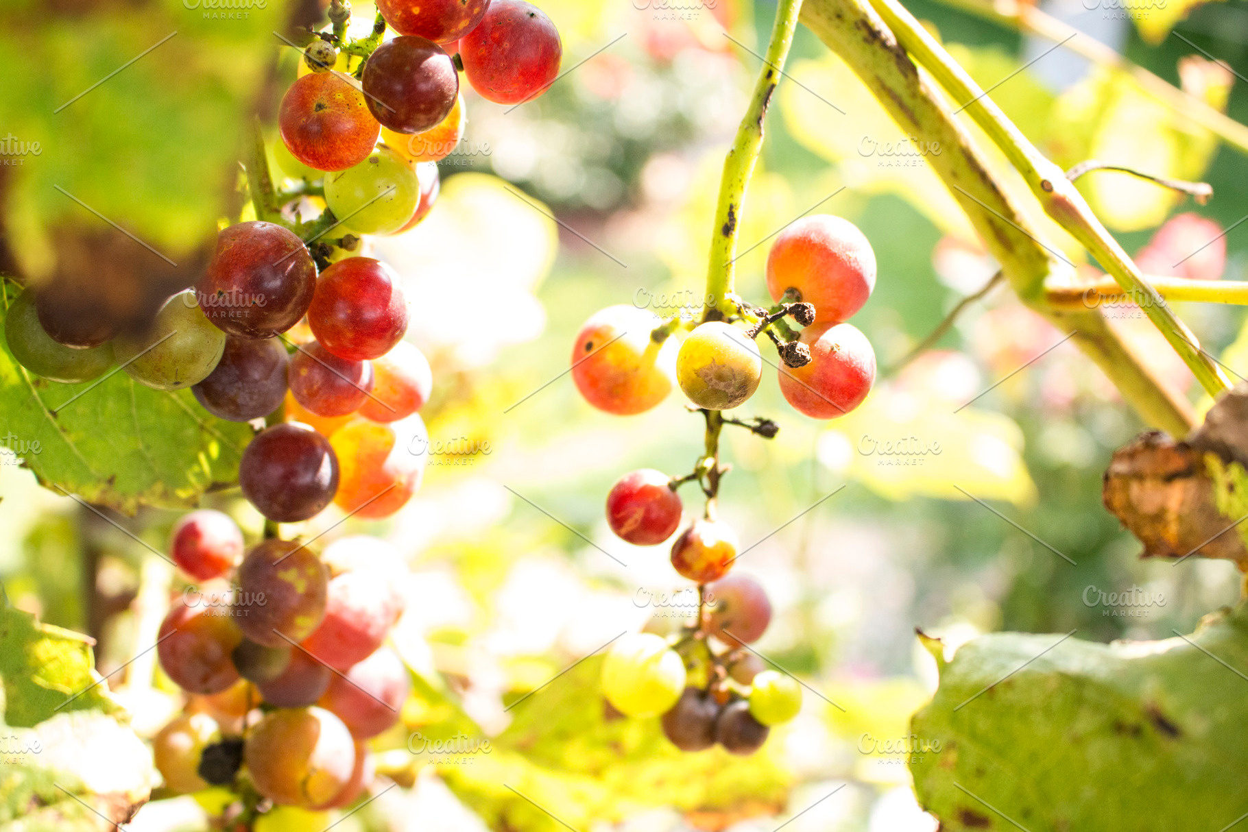 Red grapes in sun stock photo, a Nature Photo by pixelumina