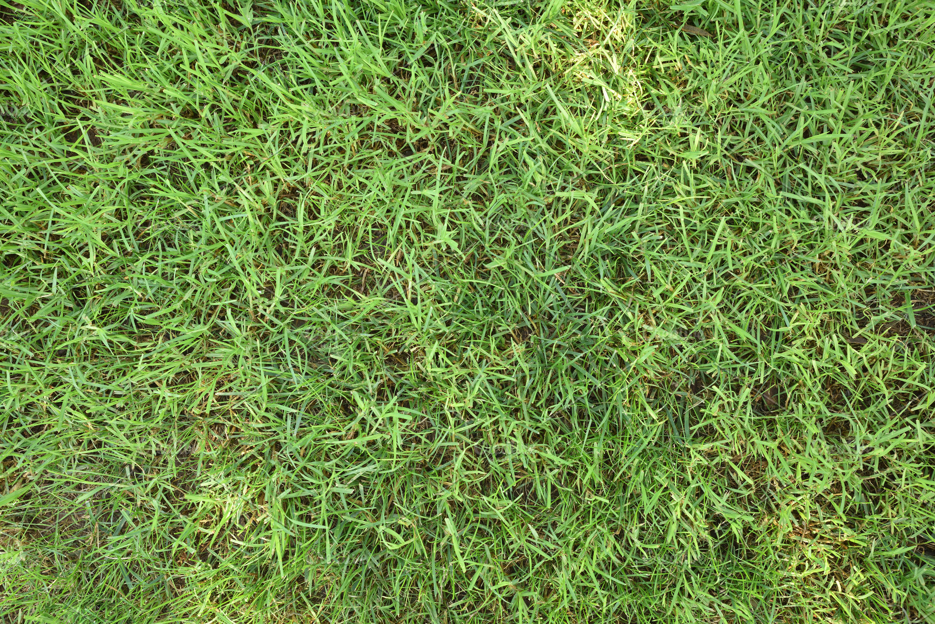 Macro detail of natural texture of abundant green grass, a Background Photo by Davizro's Market