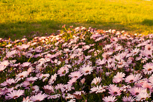 Daisies In Sunny Meadow, a Nature Photo by THP Creative