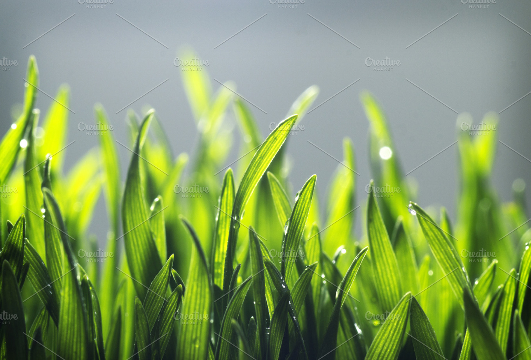 Tiny Grass Background