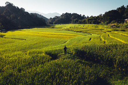 evening rice fields in the countryside, a Nature Photo by Art Rachen