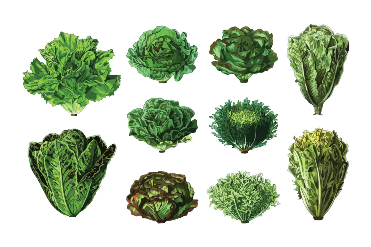 Vector Lettuces Illustration Pack, a Food Illustration by Theresa Barba
