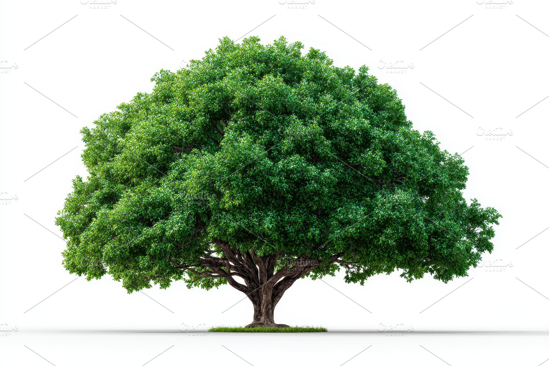 Lush green tree isolated on white ba, a Photo by Pixeness Studio