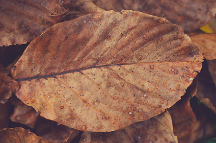Autumn leaf containing autumn leaves, fall leaves, and maple leaves, a Nature Photo by PremiumCoding
