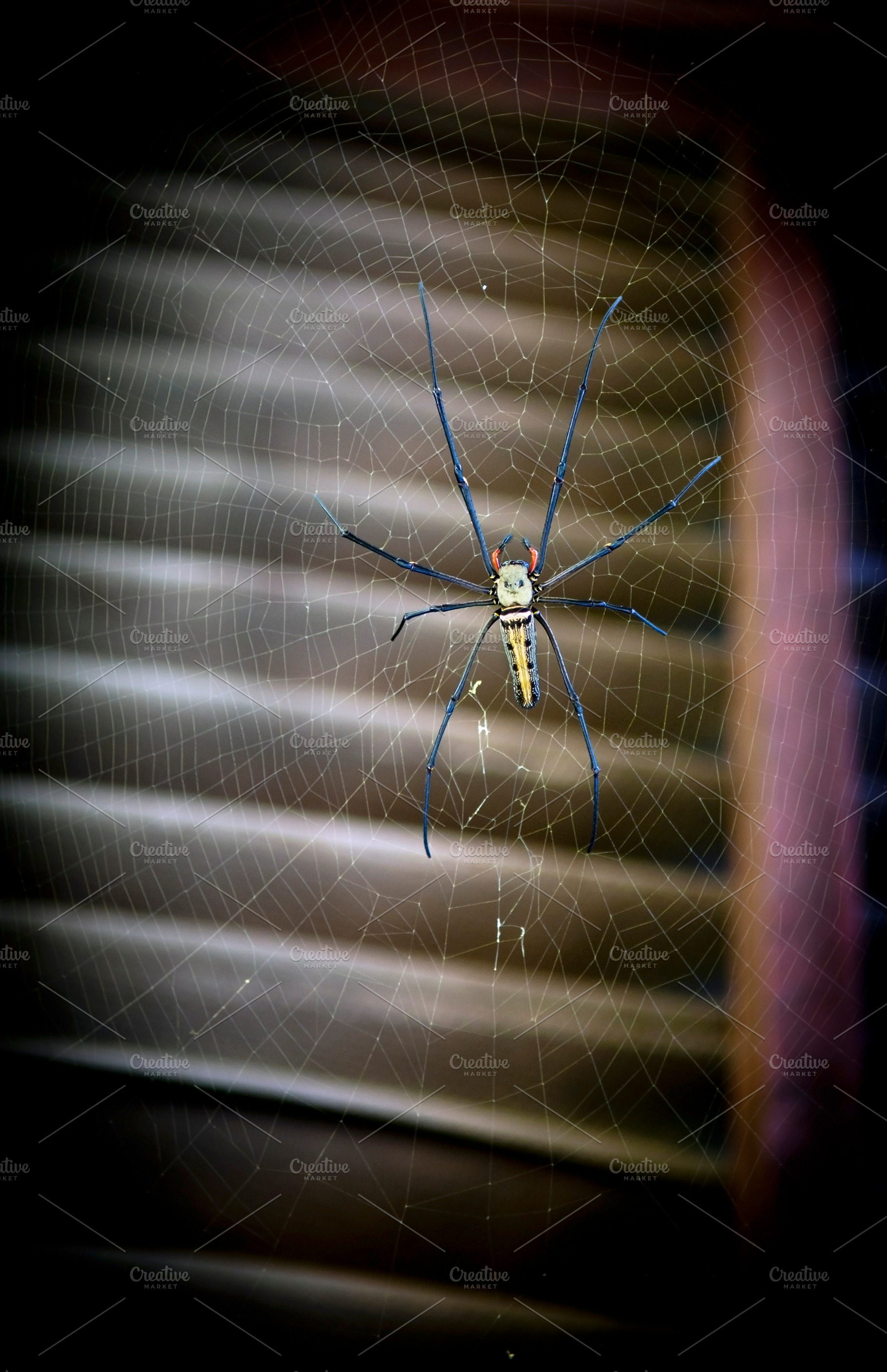 Huge Spider, an Animal Photo by THP Creative