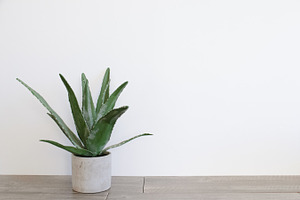 Aloe Vera in a Cement Pot