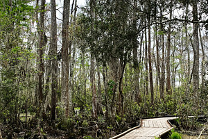 Wooden boardwalk through a swampy forest in Vacherie Louisiana USA inviting cal, a Photo by AS photostudio