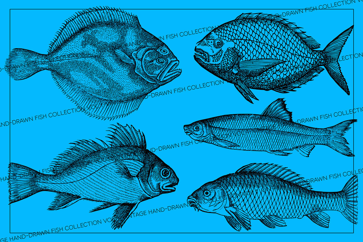 Vintage Fish Collection - vol1, an Animal Illustration by Leitmotif (Photo 3 of 4)