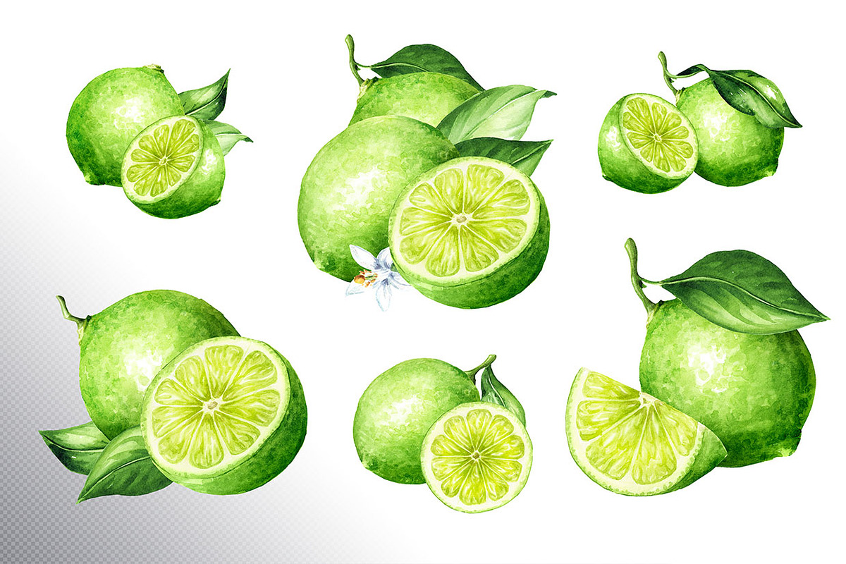 Lime citrus. Watercolor collection, a Food Illustration by Daria Ustiugova (Photo 2 of 21)