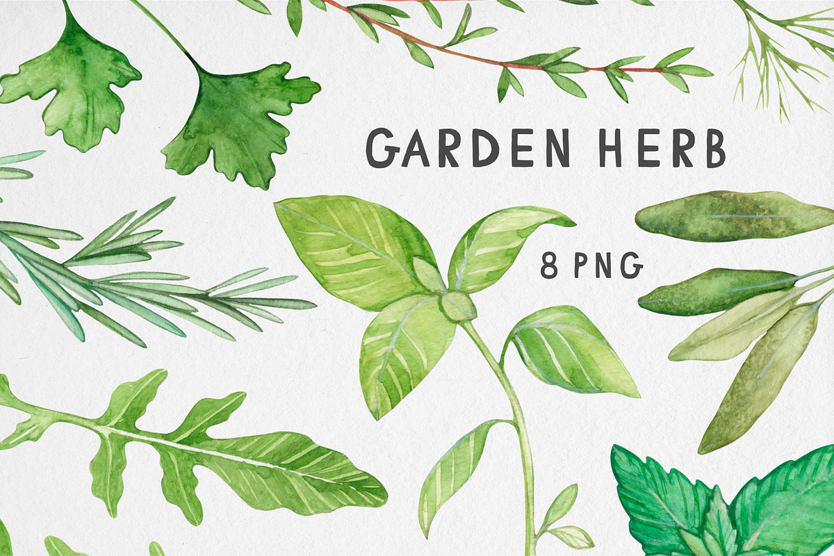 Watercolor Garden Herb Set, a Food Illustration by MilanaDesignShop (Photo 1 of 3)