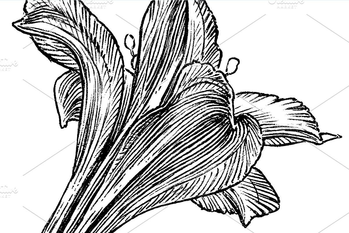 Ink flower set, a Decorative Illustration by RasterBird (Photo 10 of 10)