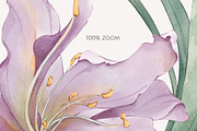 PURPLE LILIES watercolor flowers, a Decorative Illustration by Yuliia Lashevska (Thumbnail 3 of 14)