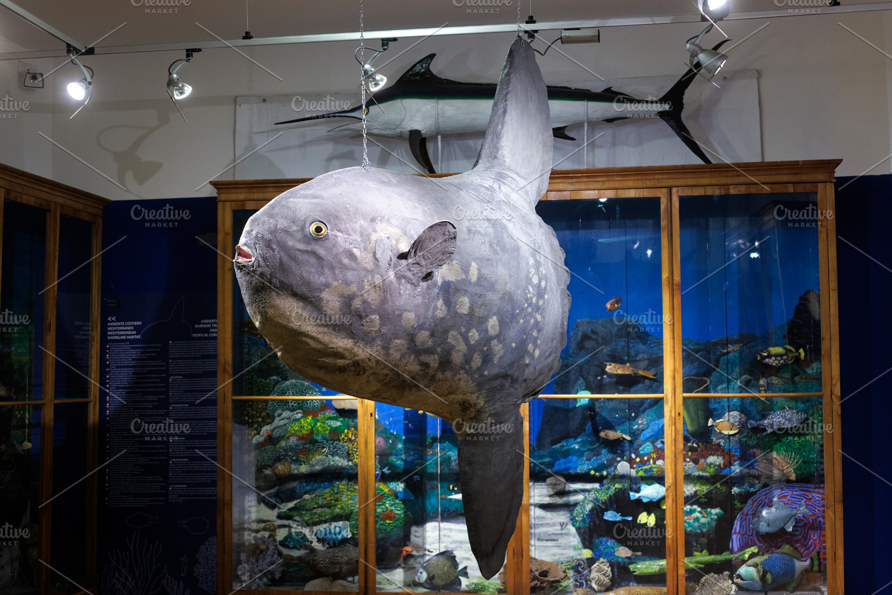 Stuffed ocean sunfish or Mola mola, an Animal Photo by Bepslabor
