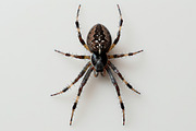 143 Spiders, an Animal Photo by Handmadefont (Thumbnail 2 of 16)