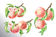 Ripe Peaches. Watercolor set, a Food Illustration by Daria Ustiugova (Thumbnail 10 of 23)