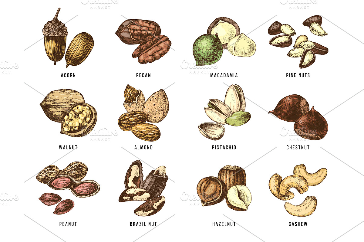 Hard nut graphic design set, a Food Illustration by handsketched (Photo 9 of 18)
