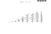 Plant Growth Stages, an Education Illustration by Ilia Design (Thumbnail 6 of 11)