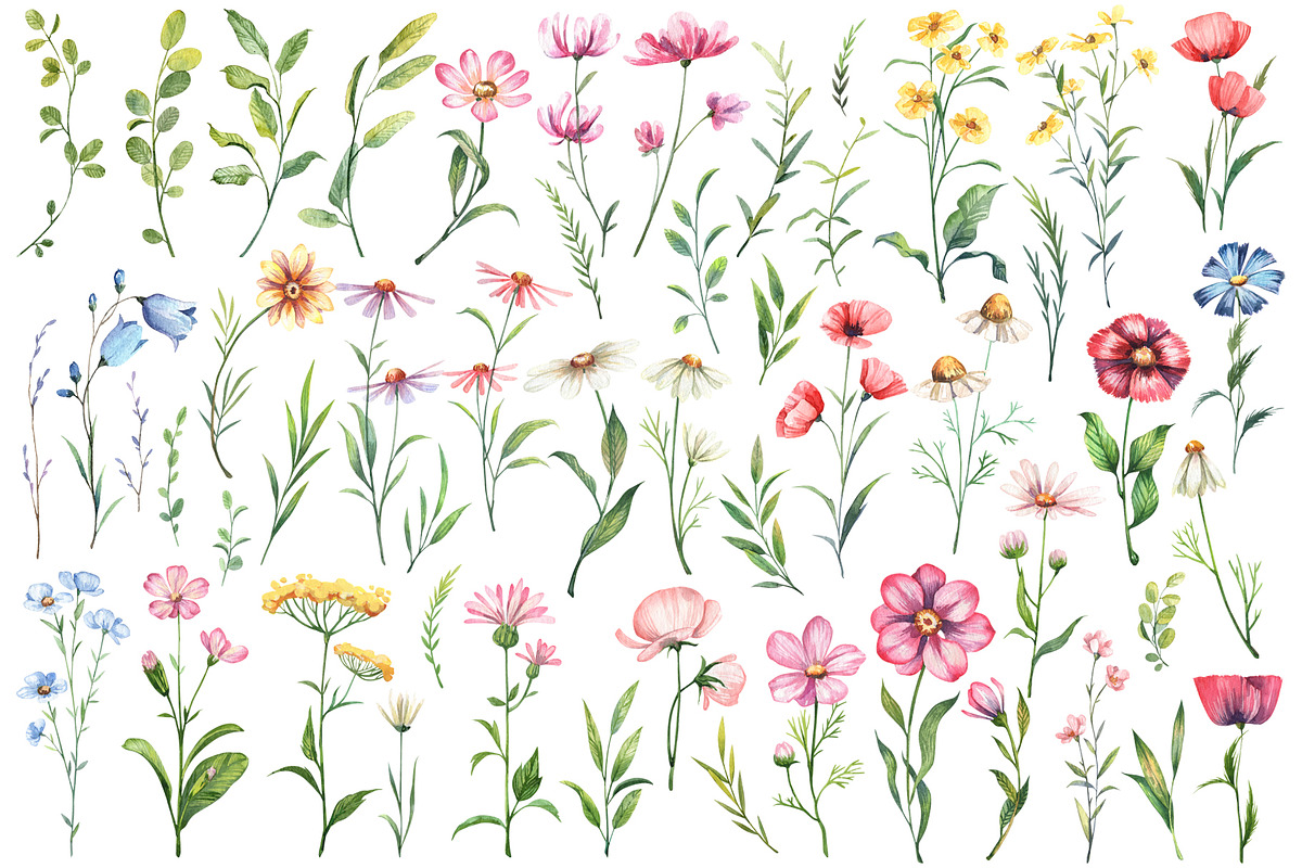 Wild flowers watercolor collection, a Decorative Illustration by Dashamoony (Photo 2 of 3)