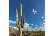 Saguaro cactus featuring phoenix, usa, and landscape, a Nature Photo by Lucky Photographer (Thumbnail 1 of 2)