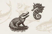 340 Sea Creatures illustrations, an Animal Illustration by Nocturnal Wolf (Thumbnail 7 of 15)