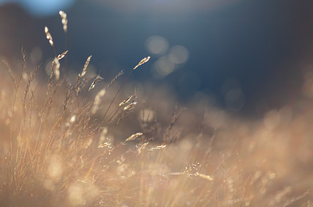 Golden grass stock photo