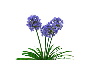 Agapanthus Africanus Flower