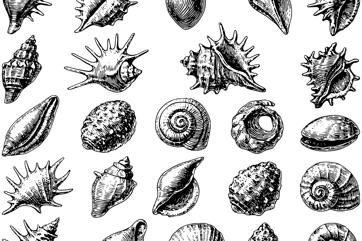 Vintage Seashell Collection, an Object Graphic by RT Studio (Photo 3 of 4)
