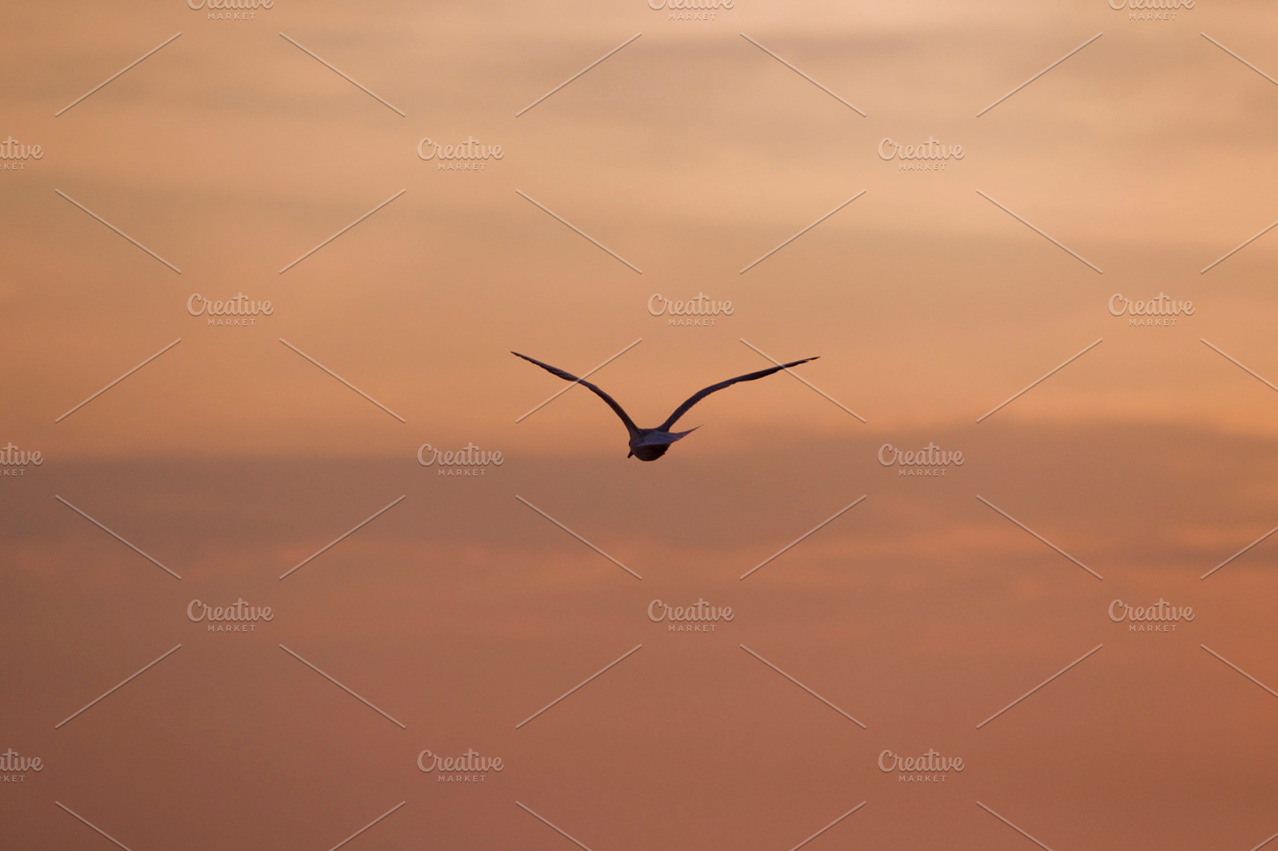 Flying bird stock photo containing bird and sky