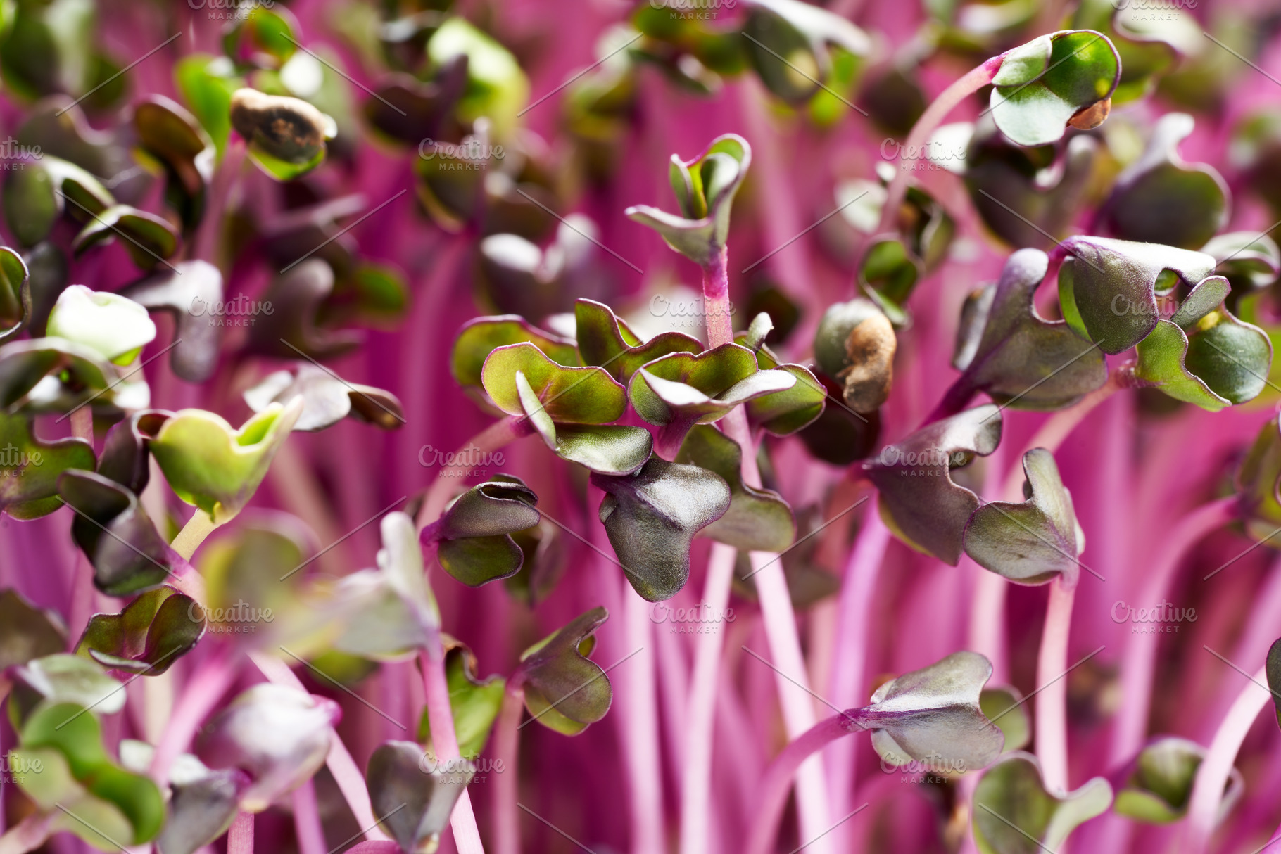 Fresh homegrown purple cabbage sprouts or microgreens, a Food & Drink Photo by Madeleine Steinbach