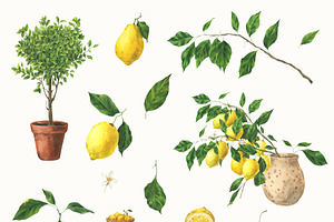 Lemons Garden Watercolor