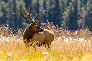 Fall in the colorado high country containing colorado, rocky mountain, an Animal Photo by RodeoPixels WesternImage
